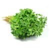 Fresh Methi Leaves/ Fenugreek Greens